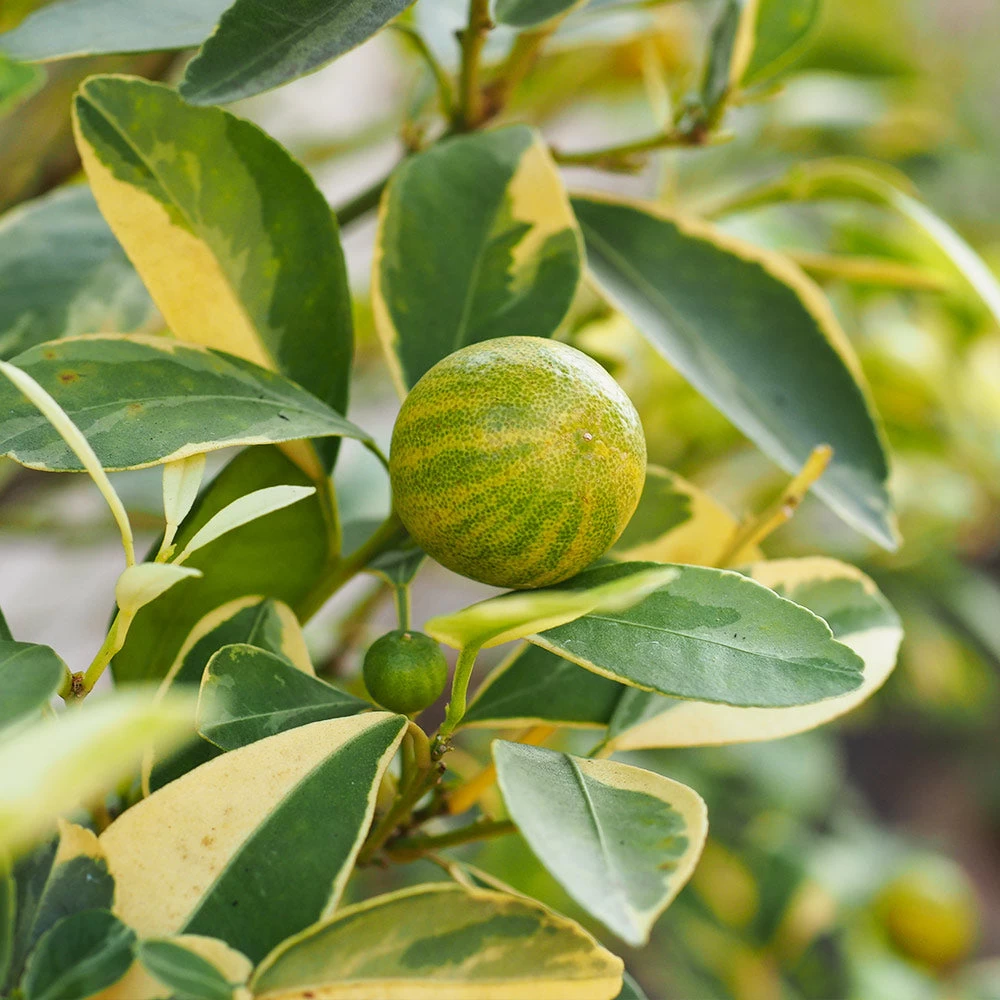 Pink Variegated Eureka Lemon Tree - Image 2