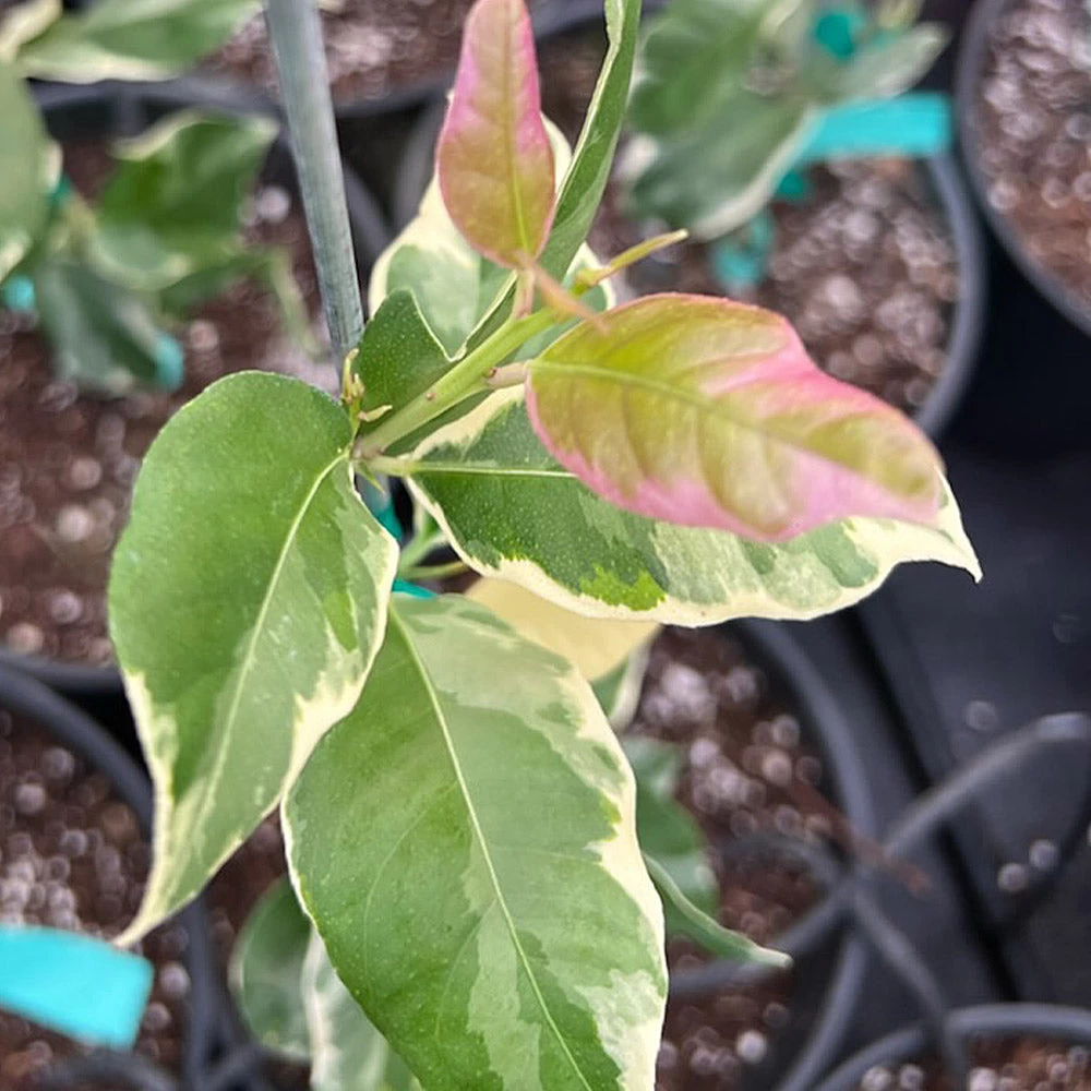 Pink Variegated Eureka Lemon Tree - Image 6