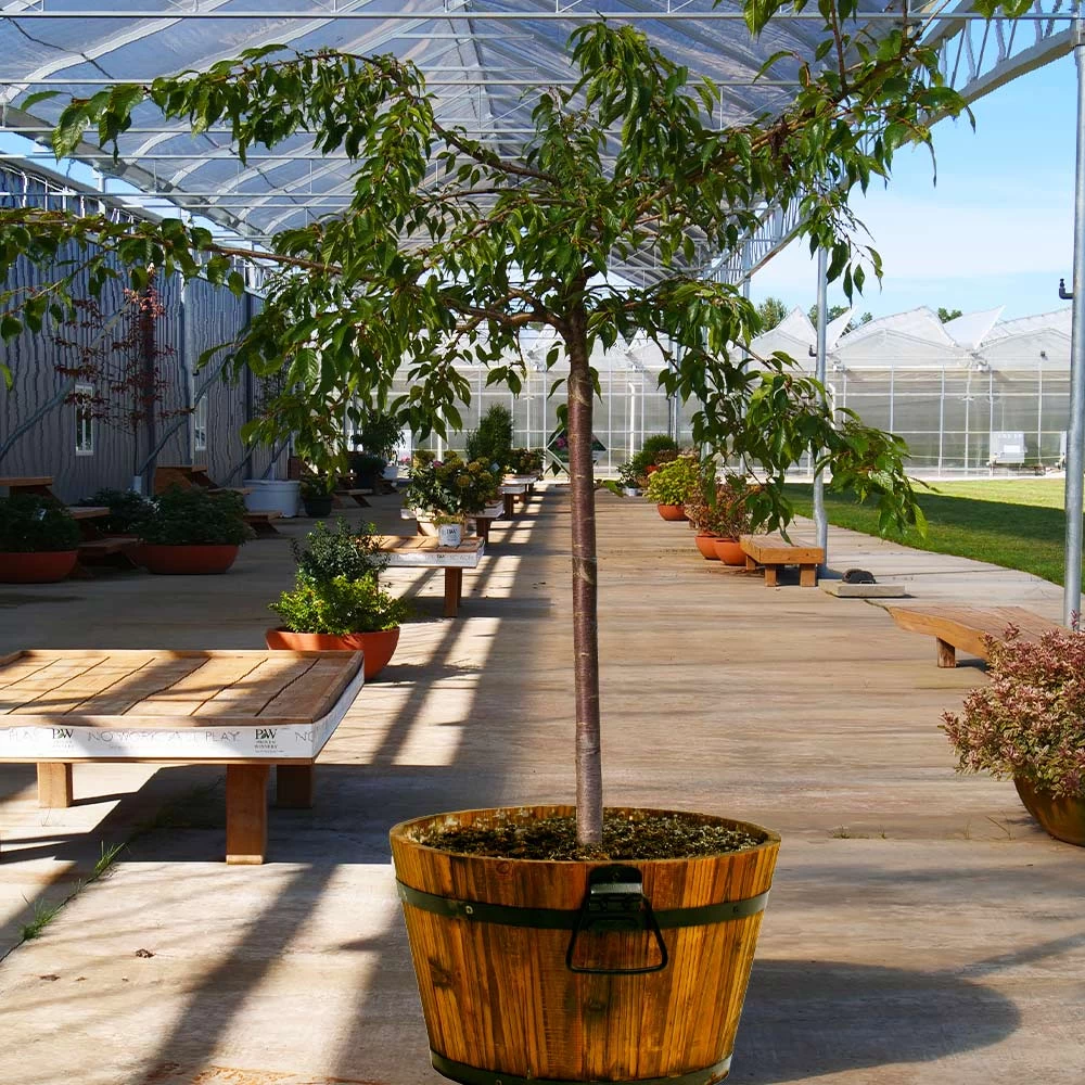 Weeping Extraordinaireâ„¢ Cherry Tree - Image 4