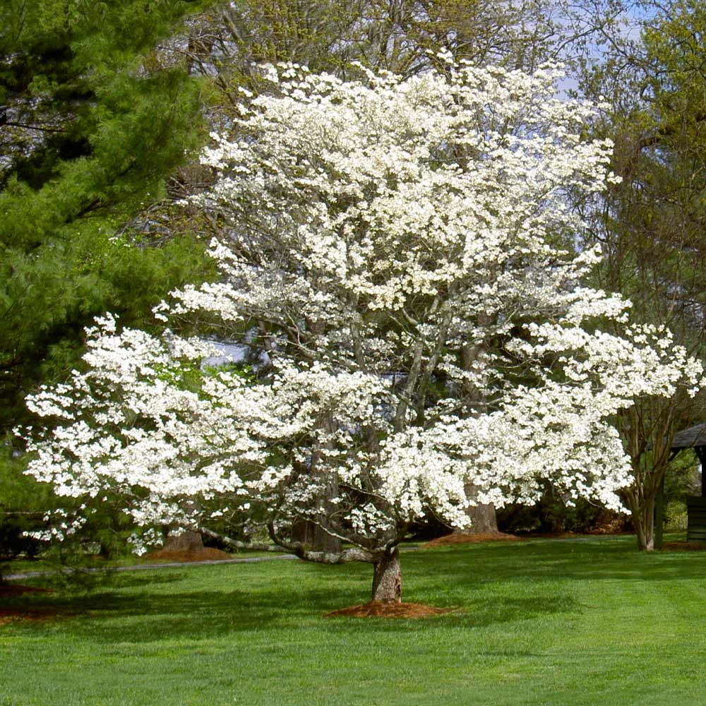 White Dogwood - Image 6