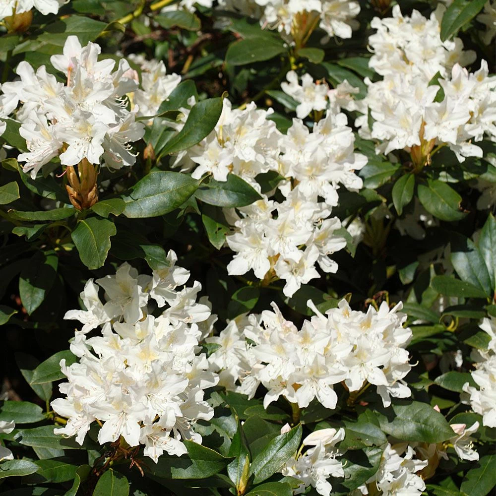 White Rhododendron - Image 3