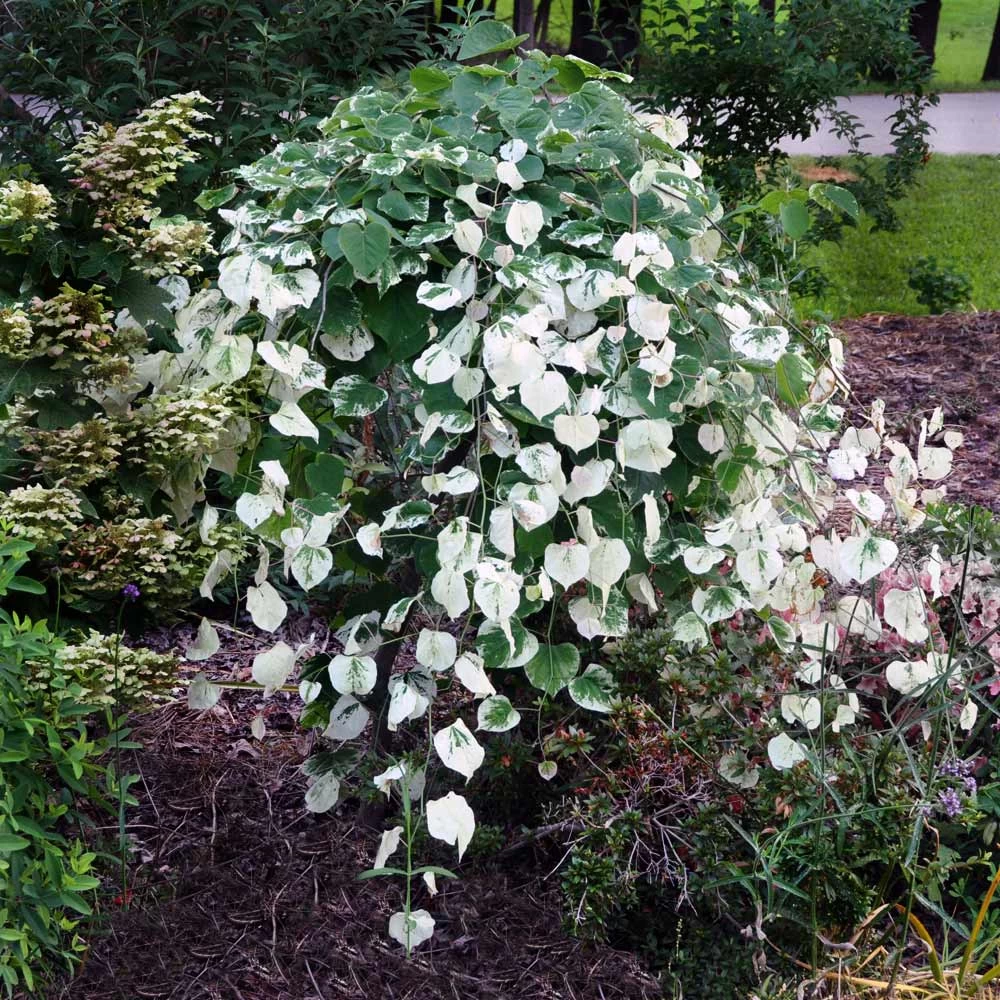 Whitewater Redbud Tree - Image 2