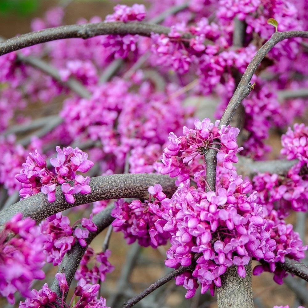 Whitewater Redbud Tree - Image 4