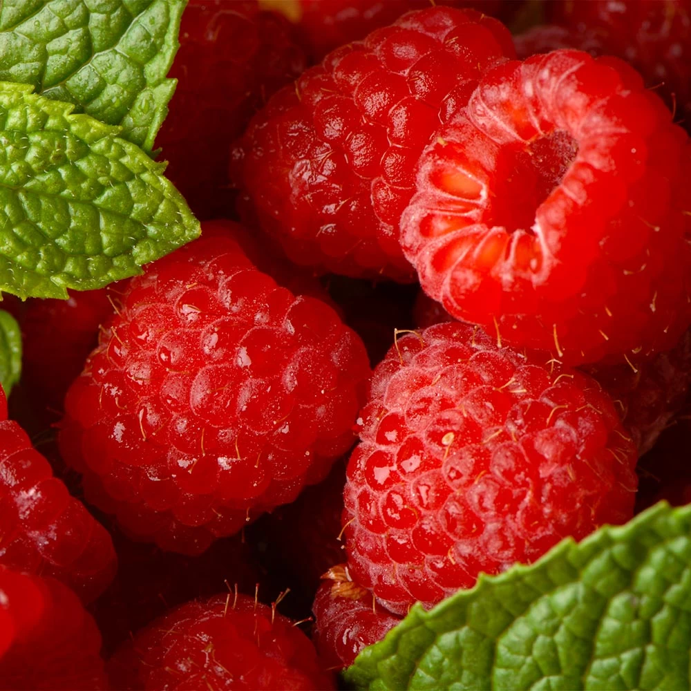 Willamette Red Raspberry Bush - Image 4