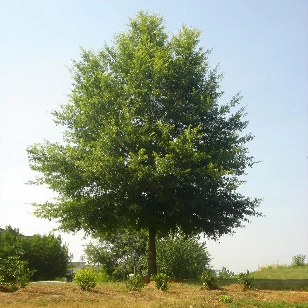 Willow Oak Tree - Image 2