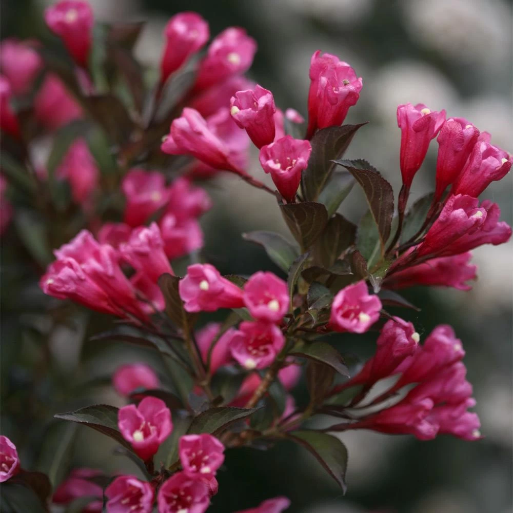 Wine & Roses® Weigela Shrub - Image 4