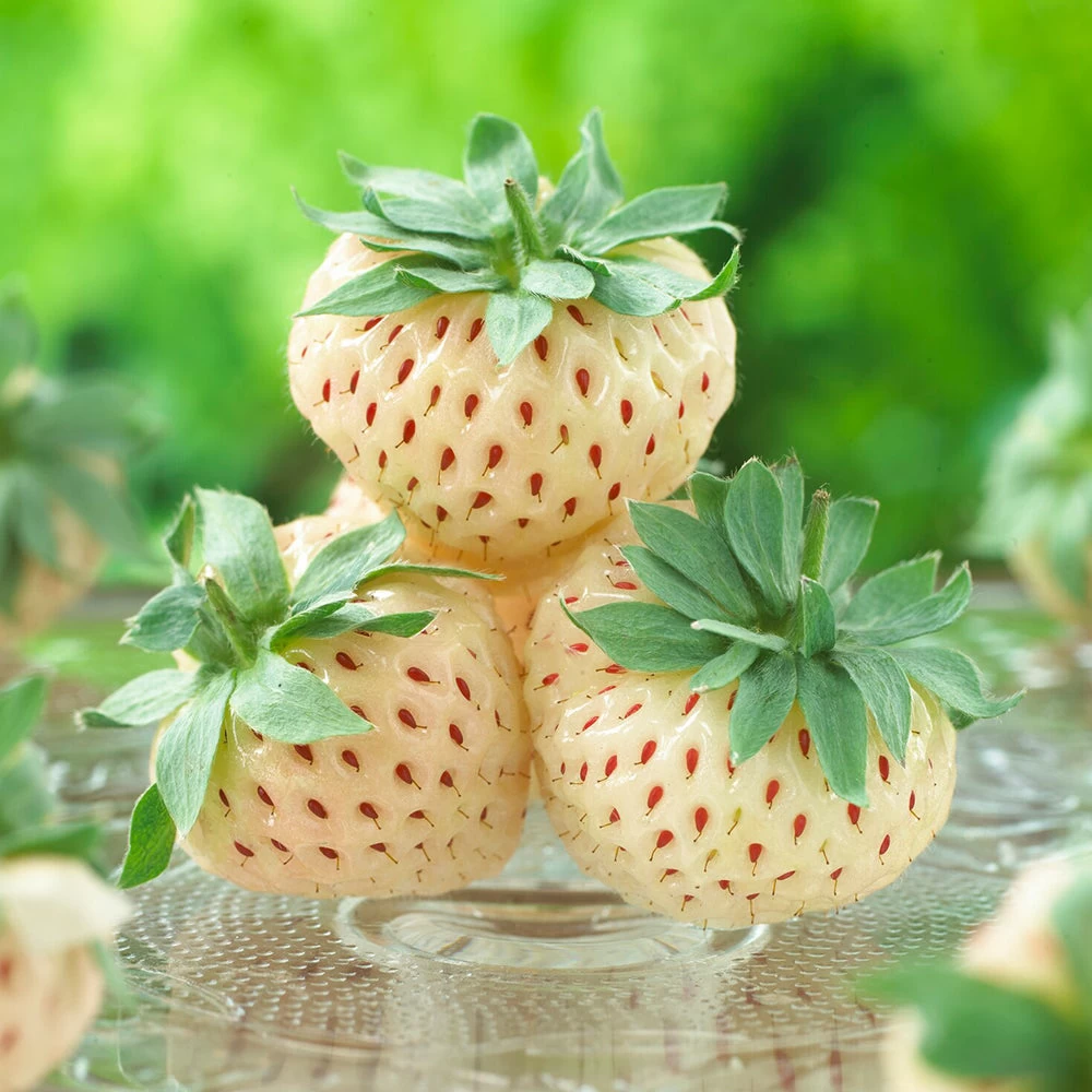 Pineberry - Image 4