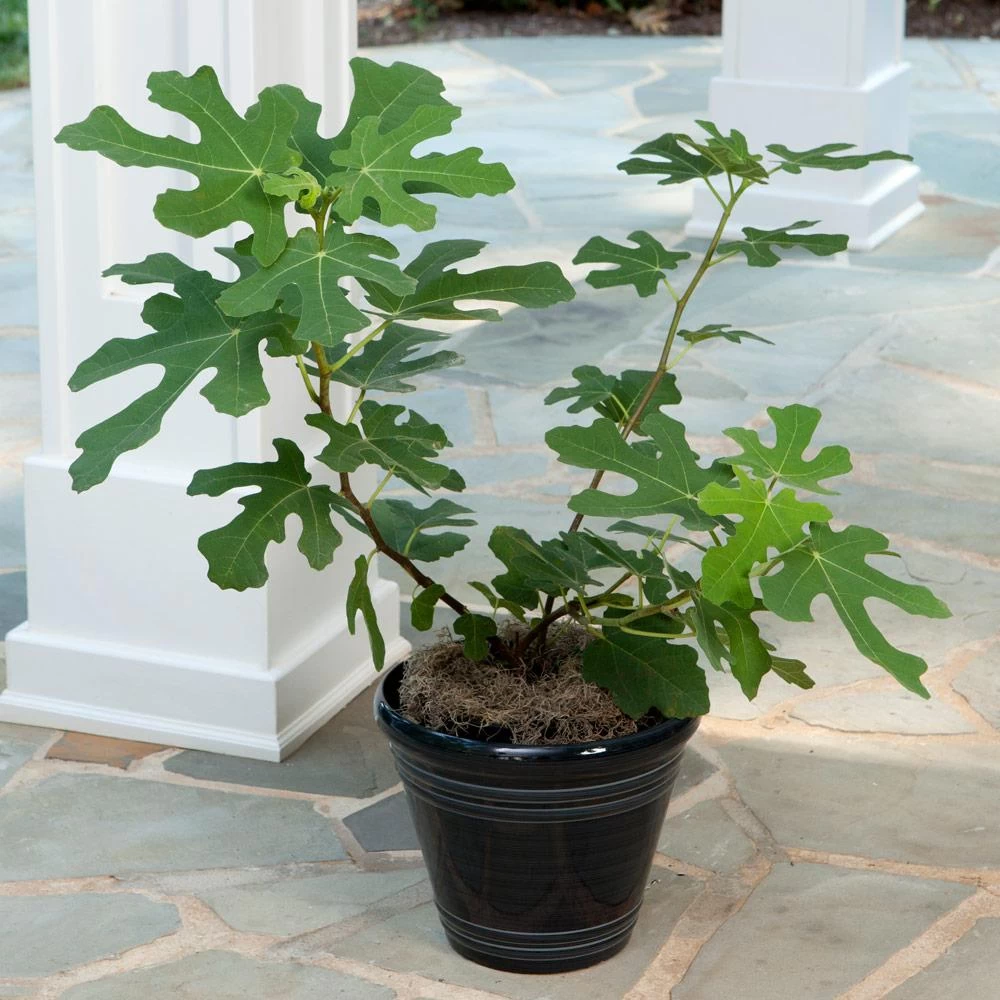 Yellow Fig Tree - Image 3