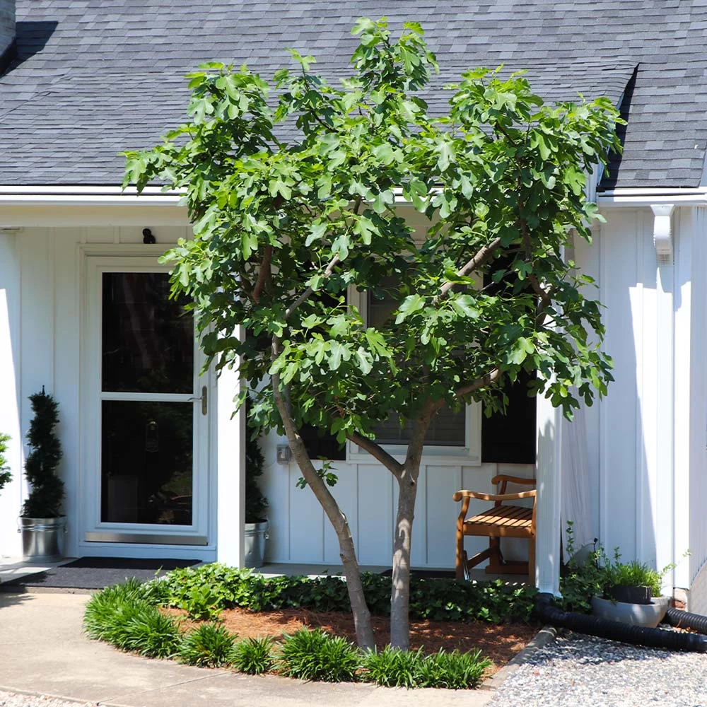 Yellow Fig Tree - Image 5