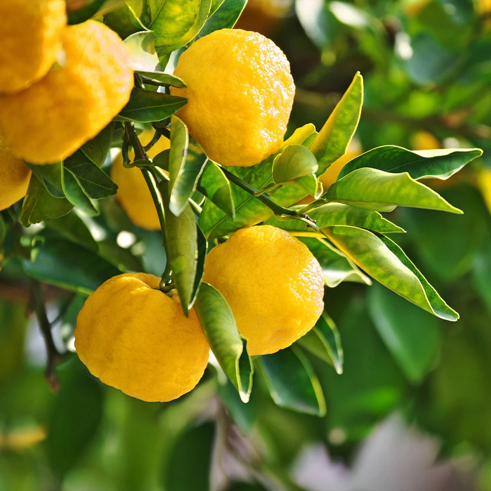 Yuzu Tree - Image 2