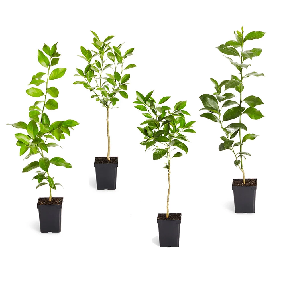 Citrus Tree Variety Kit - Image 2
