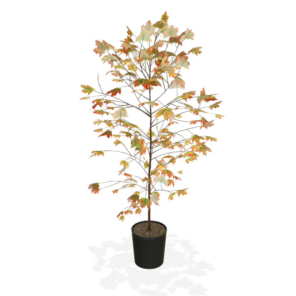 Autumn BlazeĀ® Red Maple Tree - Image 3